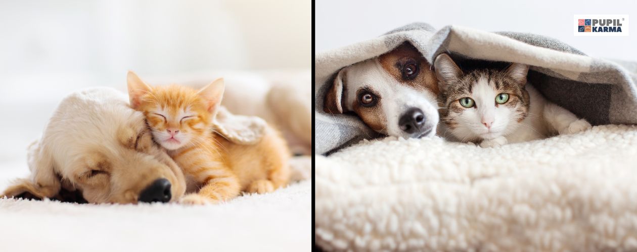 To jest możliwe. Dwa zdjęcia śpiących ze sobą psów i kotów. Logo pupilkarma.